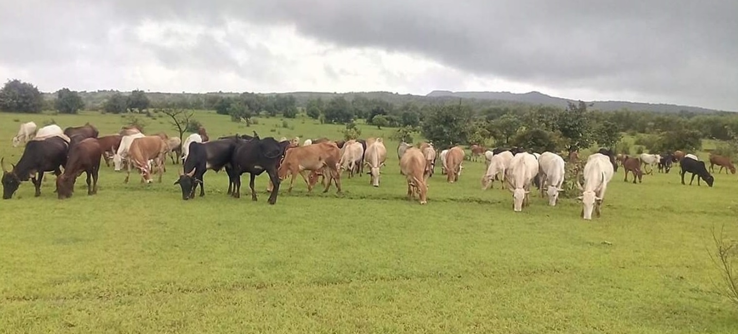 cows